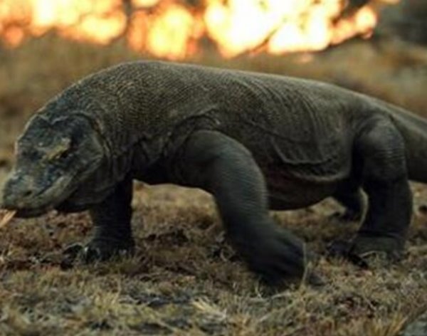 印度洋活恐龙之谜 恐龙并没有全部灭绝恐龙的后裔科莫多巨蜥