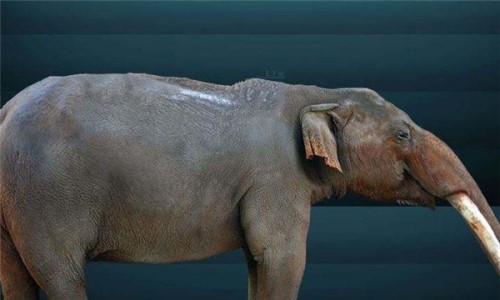 居维叶象诞生于200万年前 或隐藏在亚马逊森林存活至今