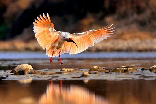 陕西延安首次发现濒危鸟类朱鹮 朱鹮是一种什么鸟
