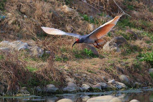 陕西延安首次发现濒危鸟类朱鹮 朱鹮是一种什么鸟
