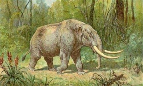 古菱齿象是体型最大的大象 一头成年象可达10-14吨