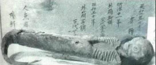 世界上的美人鱼化石 证实美人鱼真的存在(美人鱼图片)