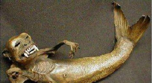 世界上的美人鱼化石 证实美人鱼真的存在(美人鱼图片)