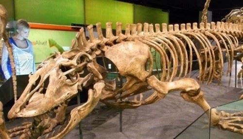 澳洲魔龙灭绝之谜 4万年前被人类杀光世界最大蜥蜴
