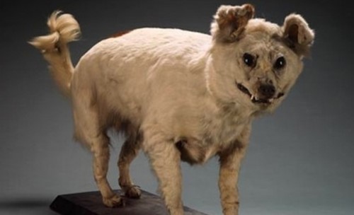 已灭绝的十大狗品种 第七留下标本 第一儿童保护者可惜