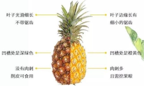 凤梨和菠萝的区别 学会三招轻松区分吃一口生涩的是菠萝