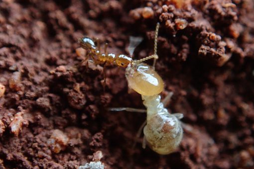 红火蚁是什么 红火蚁是外来入侵物种吗