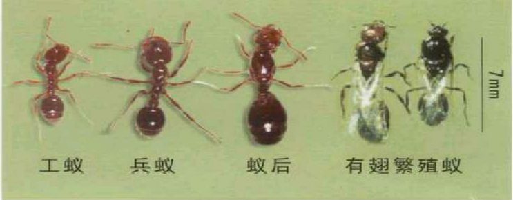 红火蚁是什么 红火蚁是外来入侵物种吗