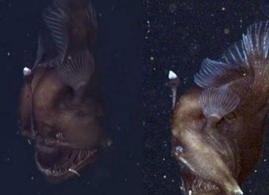 其丑无比的深海安康鱼 头顶自带发光器味道鲜美无比