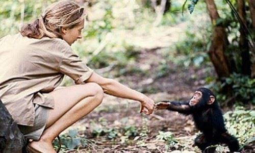 知名动物学家 珍妮·古道尔 陪伴黑猩猩38年最懂猩猩