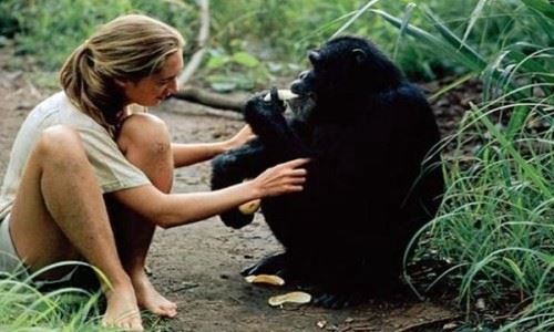 知名动物学家 珍妮·古道尔 陪伴黑猩猩38年最懂猩猩