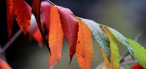 树叶为什么？会改变颜色？树叶变色的原因揭秘