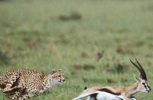 关于猎豹的十大生活特征 豹子的速度为什么？这么快？