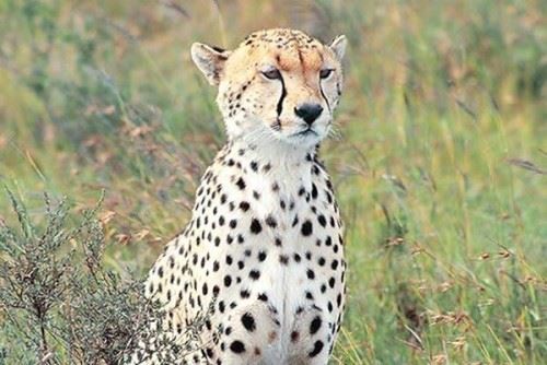 关于猎豹的十大生活特征 豹子的速度为什么？这么快？