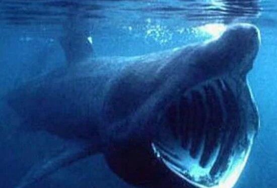 福建惊现深海大嘴怪鱼 竟是罕见巨口鲨鱼全球不到50只