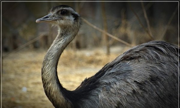 鸵鸟的祖先近似驼龙长有长尾 奔跑跳跃能力极强