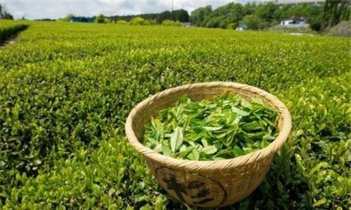 绿茶是酸性还是碱性 含多种纯天然植物碱平衡体内酸碱