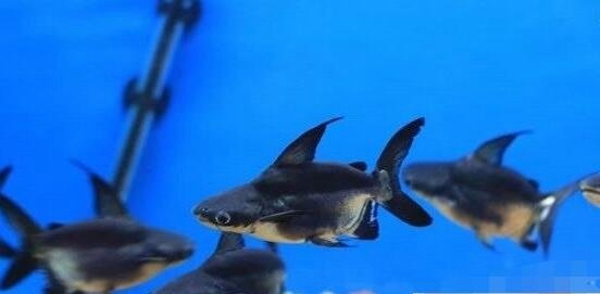 濒临灭绝的成吉思汗鱼 生性彪悍体长超1米鱼界平头哥