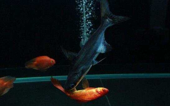 濒临灭绝的成吉思汗鱼 生性彪悍体长超1米鱼界平头哥