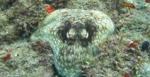 地球上最聪明的动物之一“伪装者”章鱼