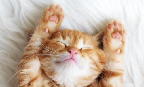 养猫的诡异禁忌 女人养猫阴气重影响风水睡觉吸阳气