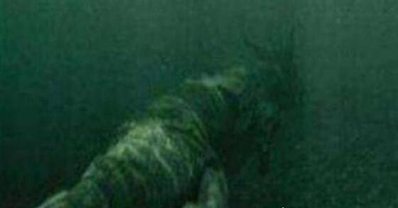 三峡发现一条受伤真龙 三峡试水出现受伤巨兽疑是龙