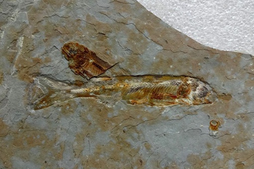 江苏油田发现6000万岁鱼化石