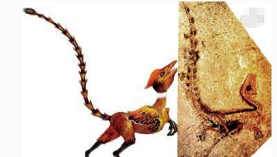 揭秘中华龙鸟之谜 中华龙鸟化石小型肉食恐龙/鸟的祖先