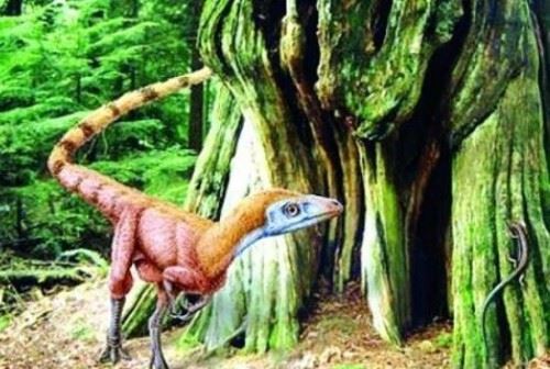 揭秘中华龙鸟之谜 中华龙鸟化石小型肉食恐龙/鸟的祖先