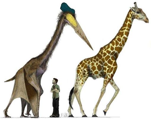 恐龙为何进化成鸟类 是进化还是退化