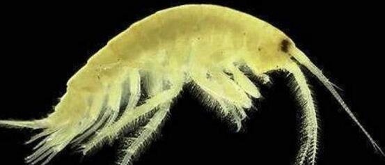 盘点十大深海未知巨型恐怖生物 海底神秘未知生物终曝光