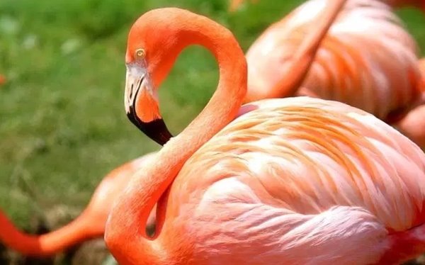 世界上十大粉红色动物 第六寿命长达五年 第一四肢能再生