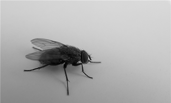 苍蝇的祖先是什么？？缅甸矿井发现远古苍蝇琥珀1亿年前