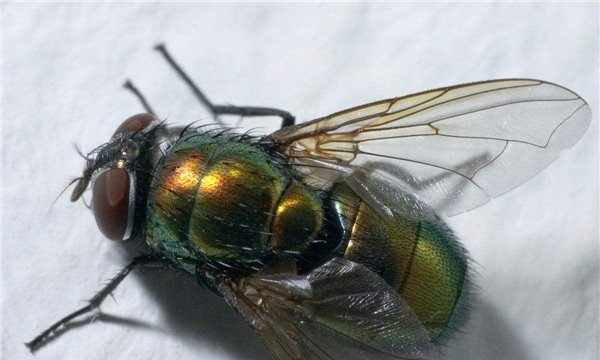 苍蝇的祖先是什么？？缅甸矿井发现远古苍蝇琥珀1亿年前