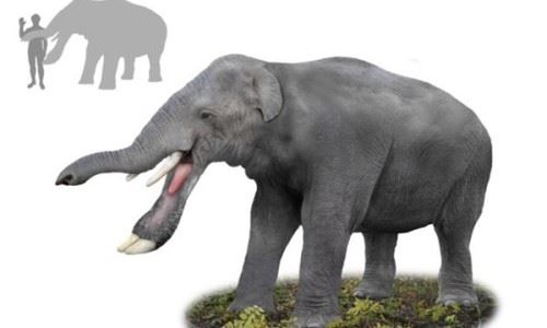 大象的祖先是什么？？它拥有巨大的铲状下巴割树皮切草根