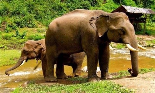 大象的祖先是什么？？它拥有巨大的铲状下巴割树皮切草根