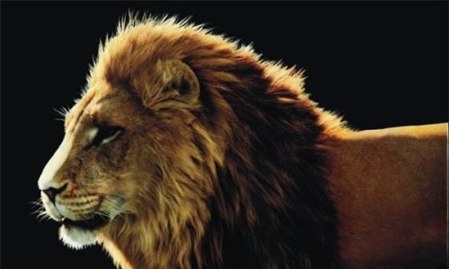 十大传奇狮王都有哪些 狮子王的主人公正是辛巴