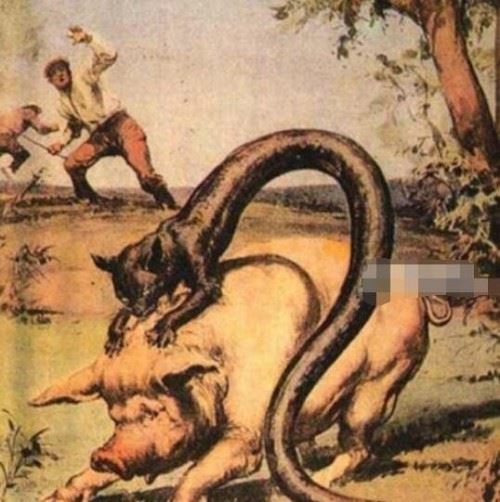 神秘魔兽塔佐蠕虫 猫与蛇的结合体能释放致命毒气