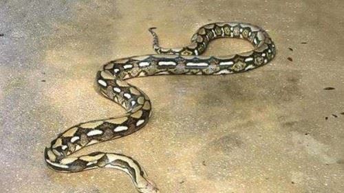 马来西亚发现长达30米的蟒蛇 这是真实存在还是PS作品