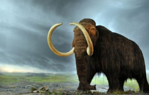 世界已灭绝的十大动物 第二牙齿长五米 第四厄运象征