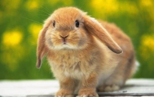 最适合小朋友饲养的宠物兔 荷兰垂耳兔超萌超可爱