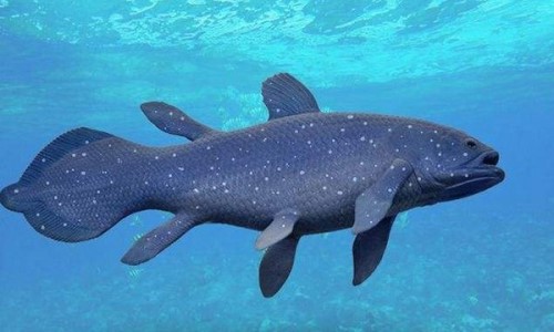 灭绝又被发现的50动物前15 腔棘鱼灭绝6000万年后复活