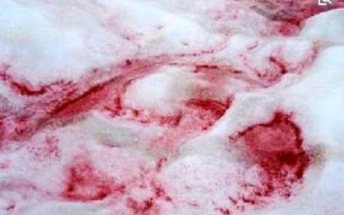 揭秘喜马拉雅山红雪之谜 遍地血红色的雪雪衣藻所致