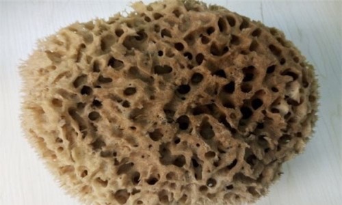 海藻棉是什么？布料？以海藻炭为成分的人造纤维高耐热性