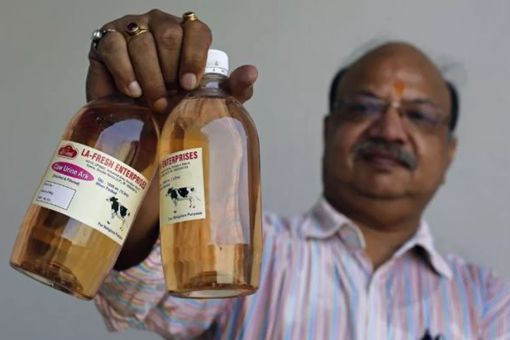 印度人为什么喝牛尿 印度的牛尿有着什么地位