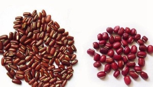 赤小豆和红豆的区别 赤小豆扁扁可入药红豆圆圆只能吃