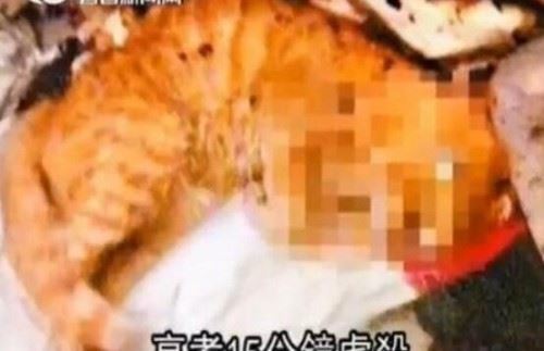 微波炉虐猫事件视频 嫌吵将猫放进微波炉15分钟活活烧死