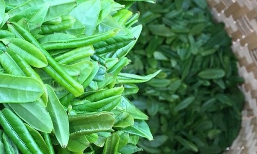 六安瓜片是什么？茶？没有芽和梗的特种绿茶形似瓜子