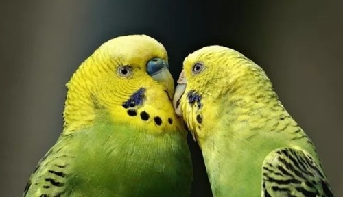 说话能力最强的10种鸟 第二能记住约1700个单词