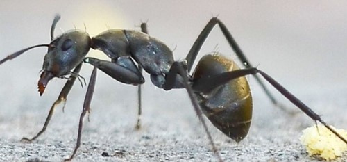 蚂蚁为什么？不会迷路？关于蚂蚁的12大惊奇秘密